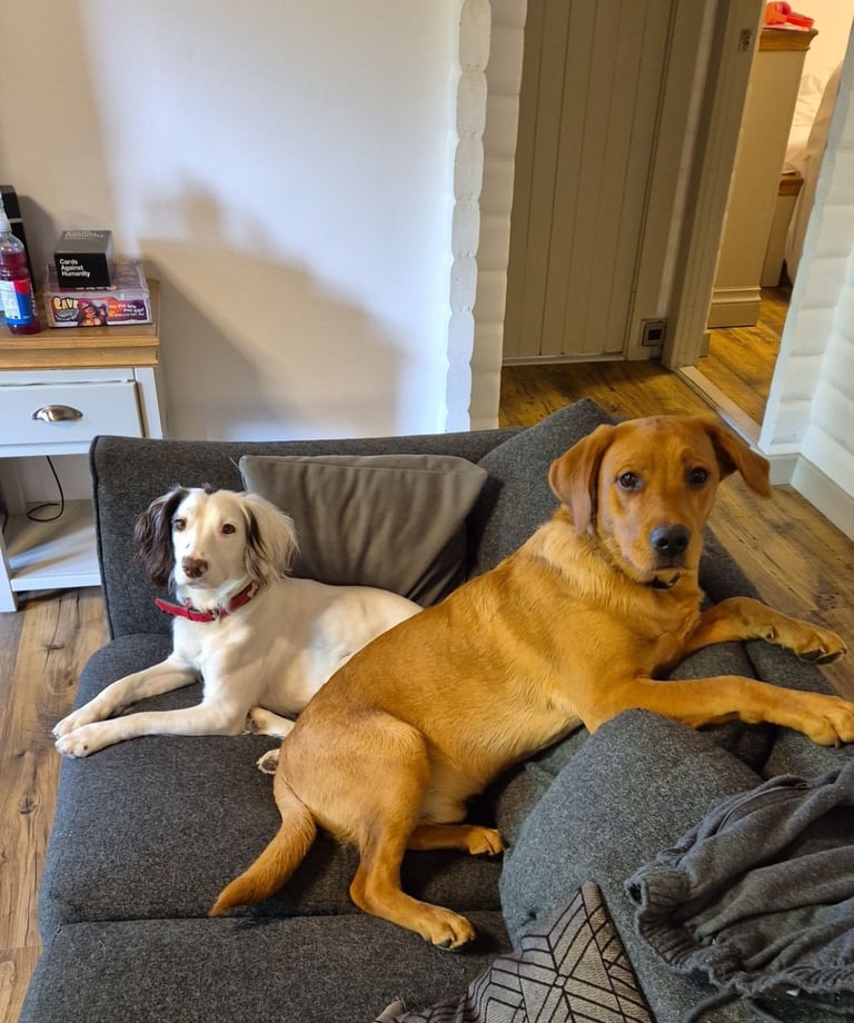 Springador puppies for sale 