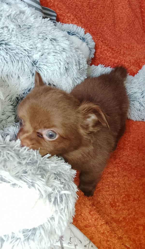 Only 2 left,,, Pure Bred long haired Chocolate Chihuahuas 