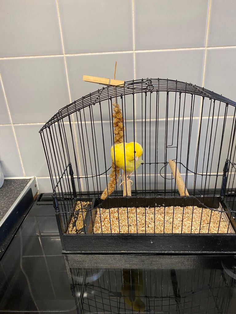 Fife canaries for sale