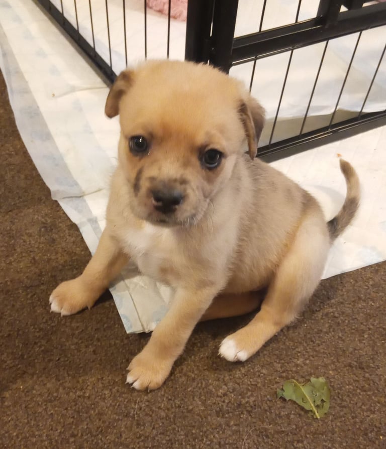 Pug X Collie (Pugollie) Puppies Looking For Their Forever Homes