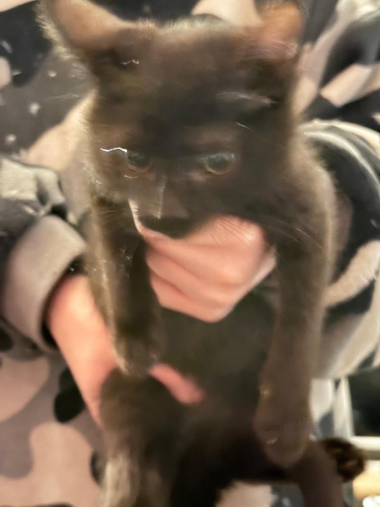 Kittens 