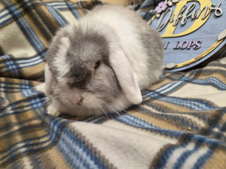 Mini lop bunnies