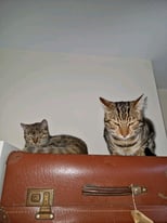 Selling my Two Bengal Cats