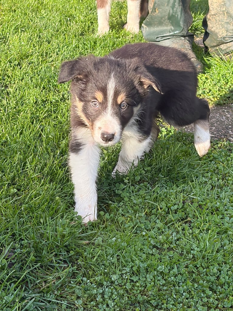 Border collie puppies 