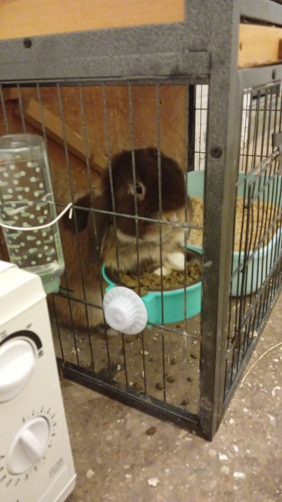 Male rabbit