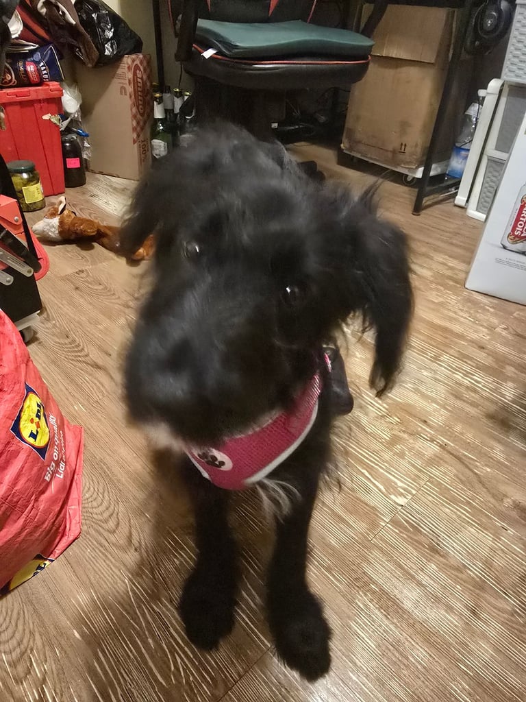 Border Collie×cockapoo