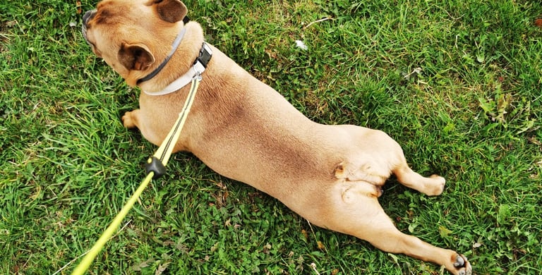 French Bulldog
