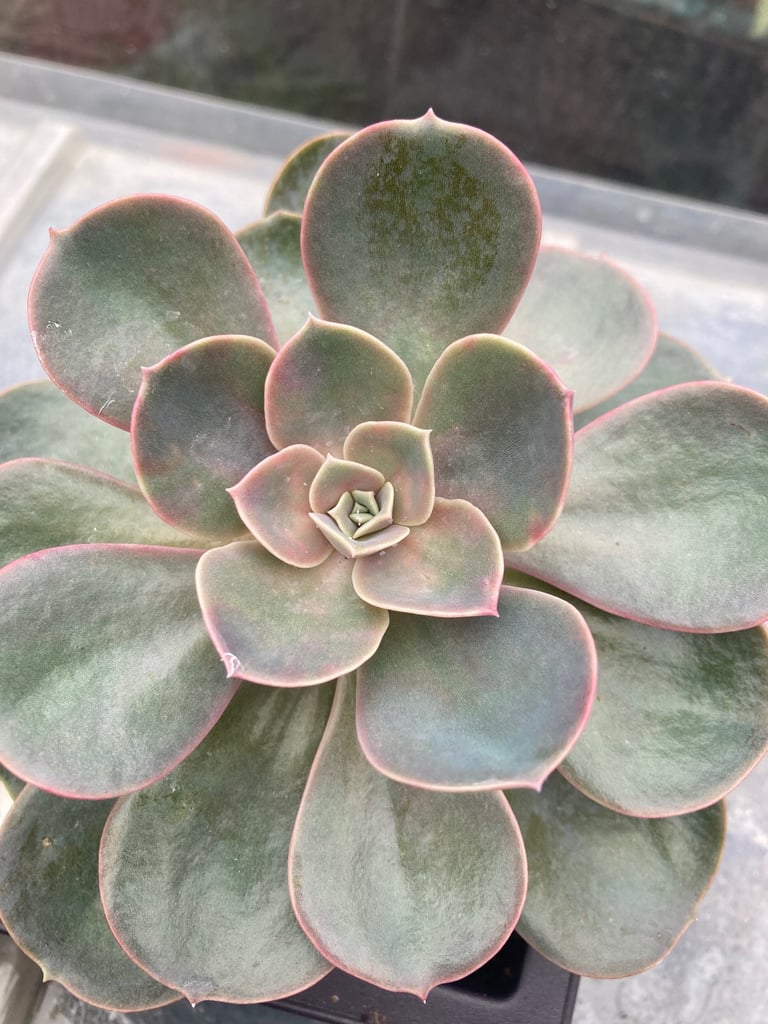 Stunning Echeveria plant 