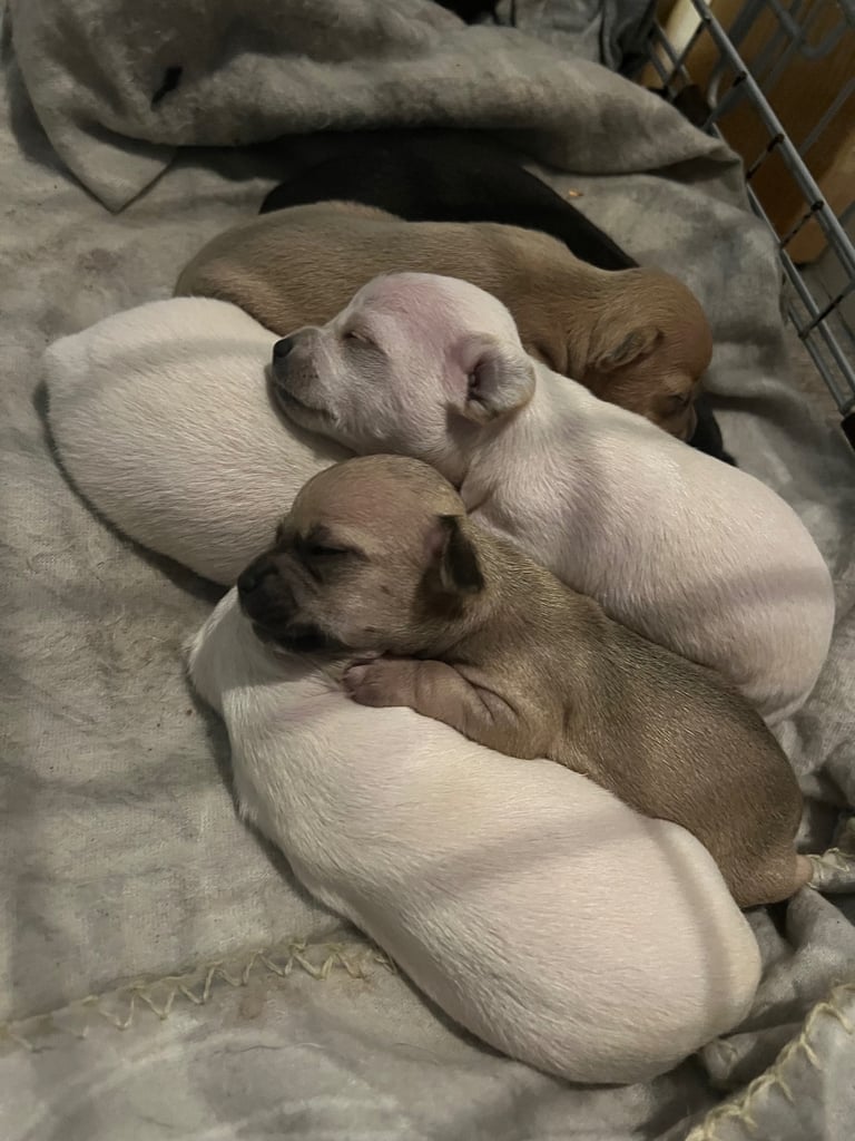 image for Gorgeous short hair chihuahua puppies 