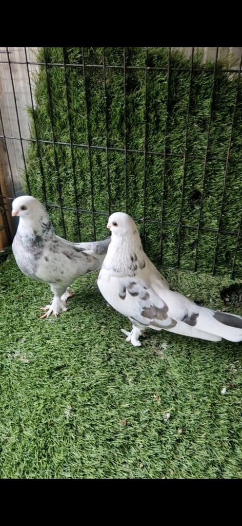 Kurdish pigeons 