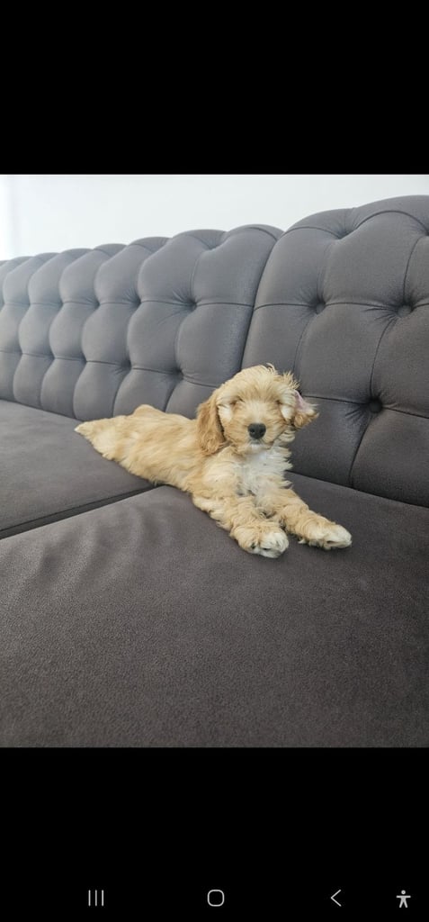 Beautiful 10-Week-Old Cockapoo Puppy – “Daisy”