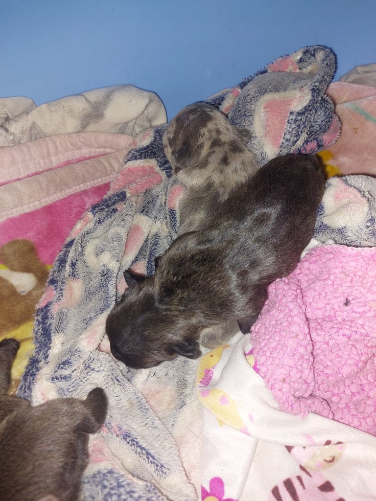 2 female french bulldog puppies merle 