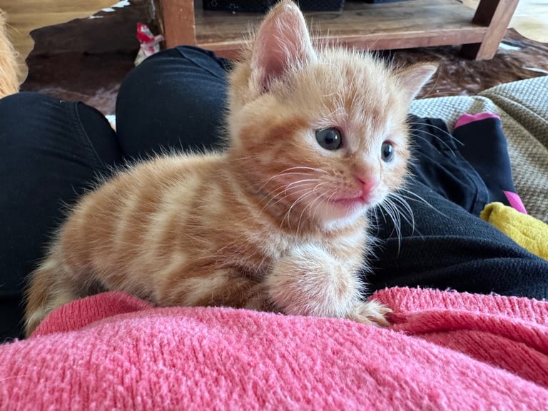 Gorgeous affectionate fluffy kittens 