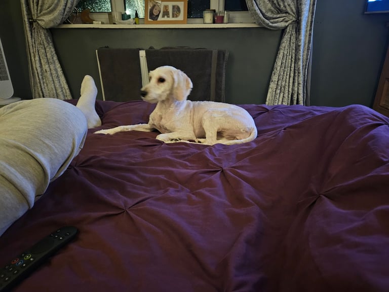 7 month female cavapoo