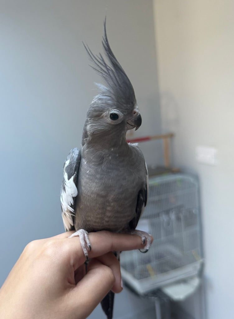 Cockatiels need rehoming
