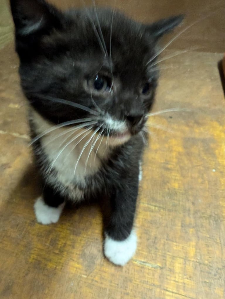 Kittens looking for forever homes 