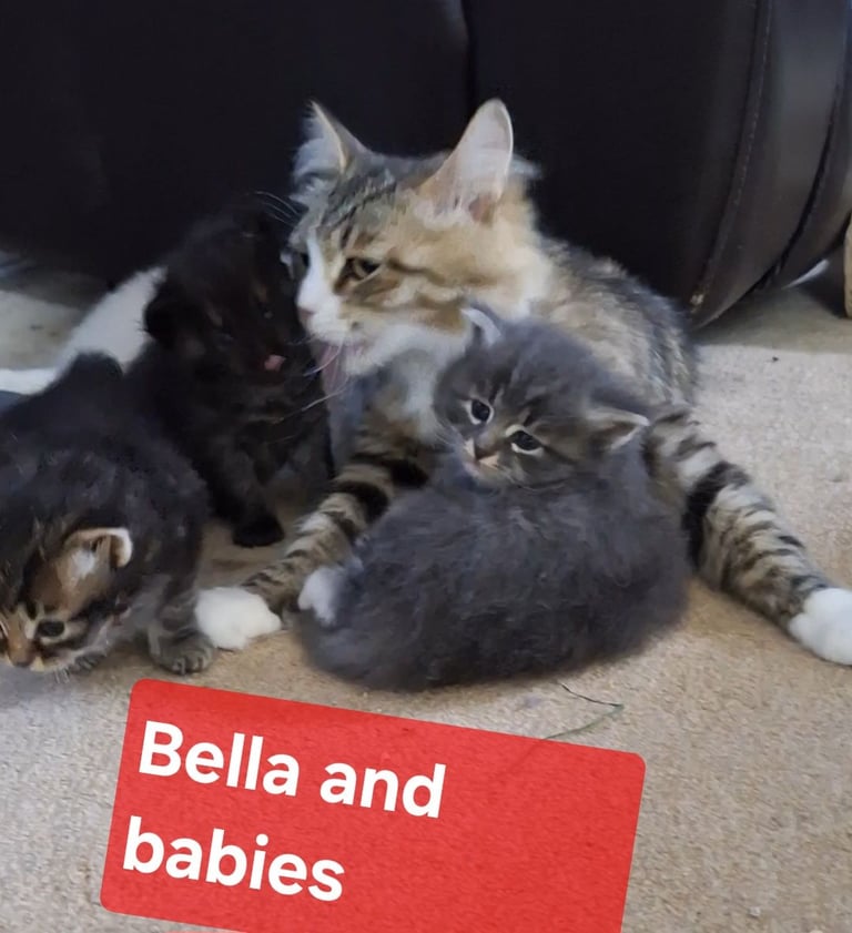 Reserved - 2 female Siberian kittens looking for homes