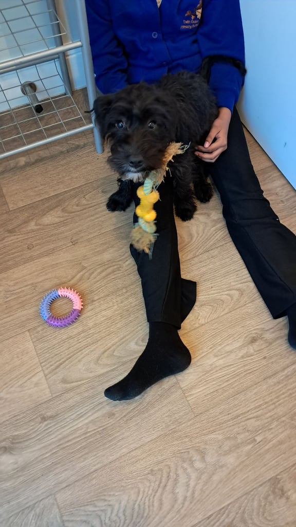 image for Cockapoo x staffy