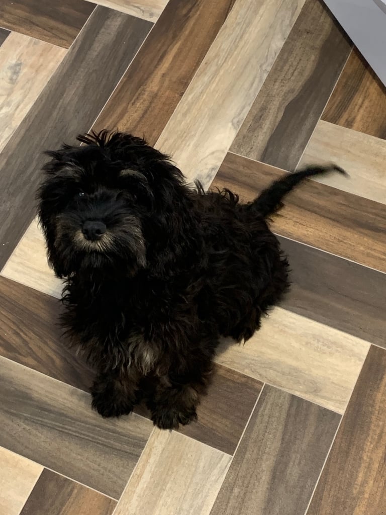 *COCKAPOO*