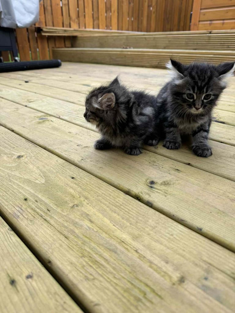 1 Male and 1 Female Long-Haired Tabby Kittens