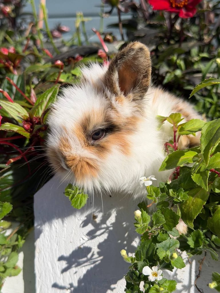 Baby Rabbits 