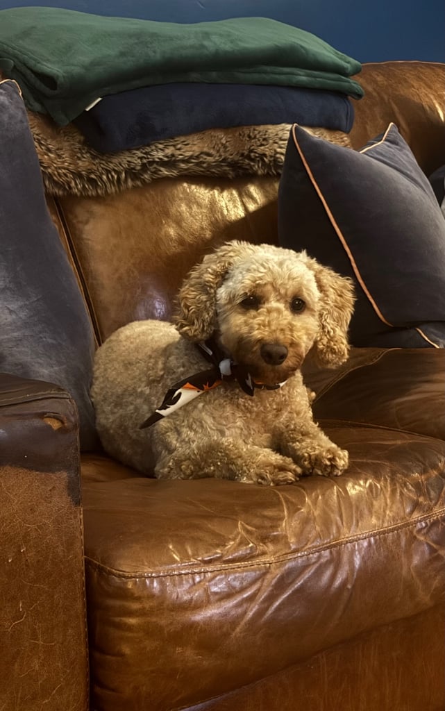 7 Year Old Cockapoo