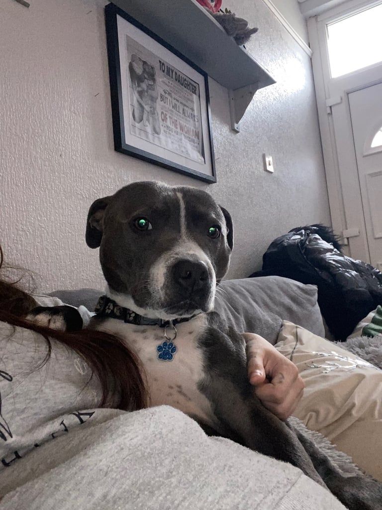 Staffordshire bull terrier 