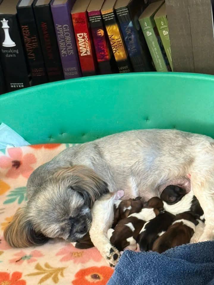 miniture shihtzu puppy