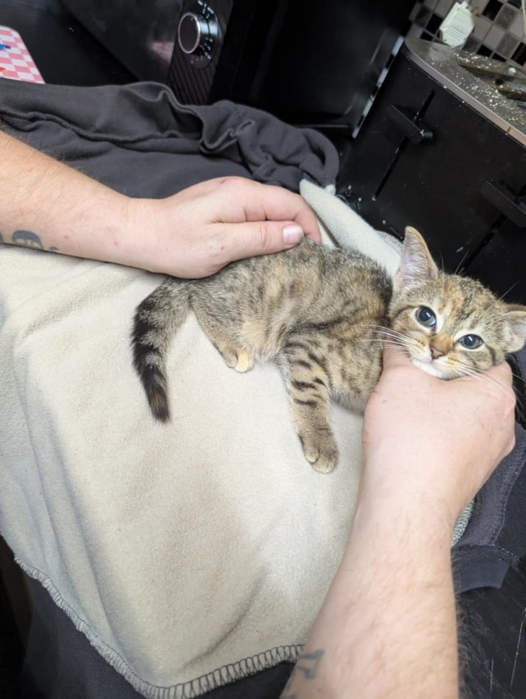 Kittens