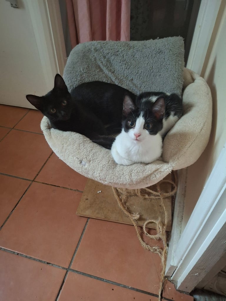 image for Winter & Betty – Two Loving Siblings Looking for Homes 💕