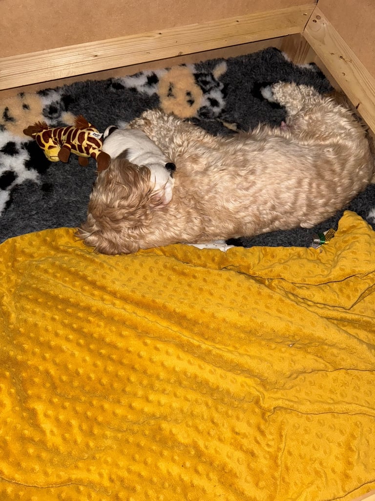 Toy Shihpoo