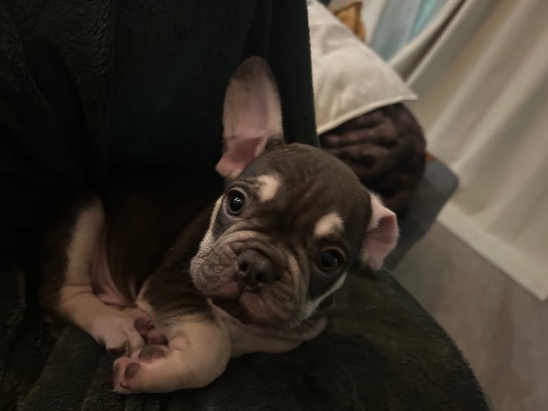 Beautiful little frenchie