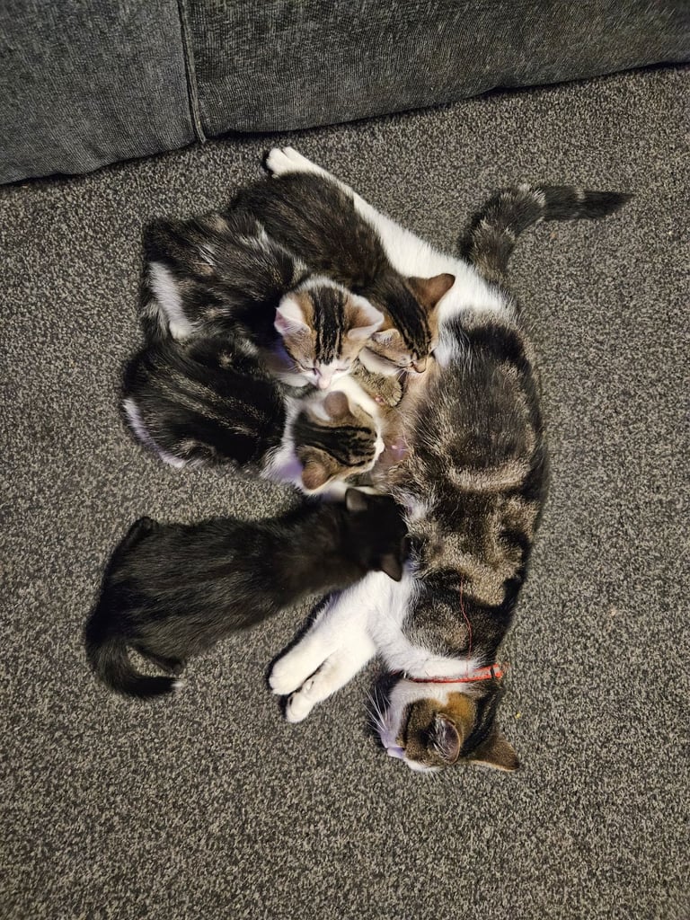 image for 12 week old kittens ready to go now 