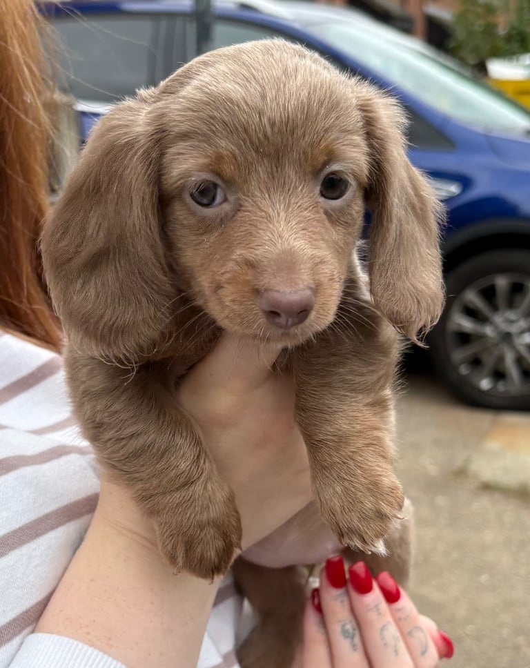 1 long hair miniature dachshund girl left