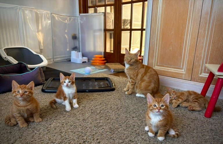 Ginger kittens 