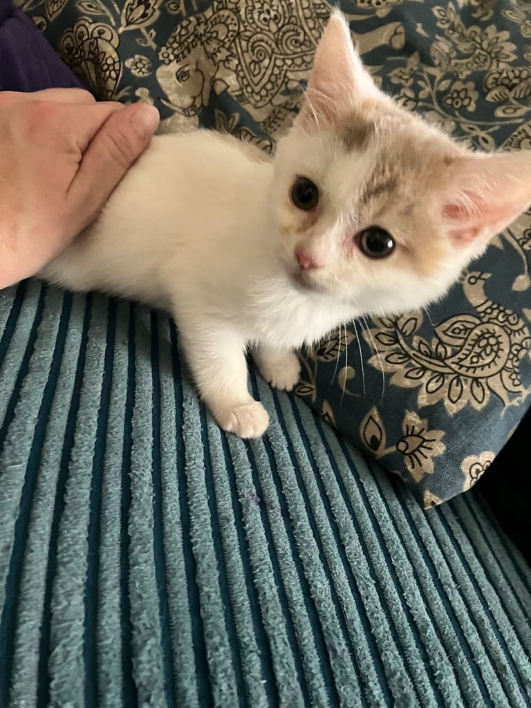 2 female kittens for sale 