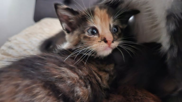 Kittens for sale 150