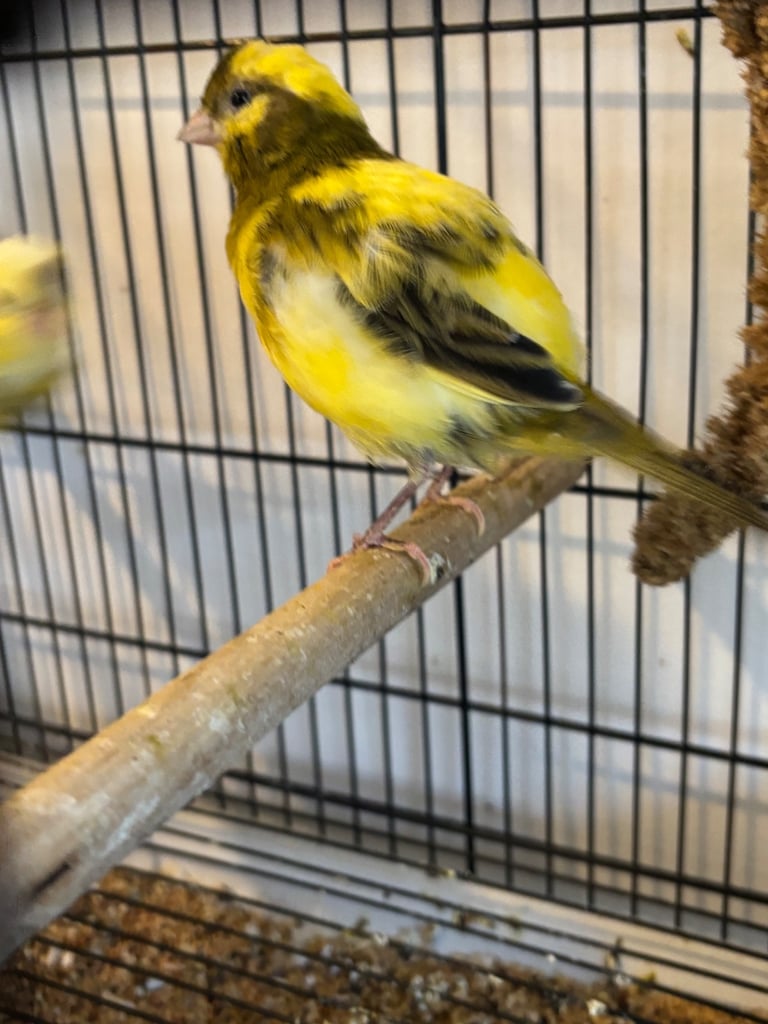 Gorgeous fife and border canaries
