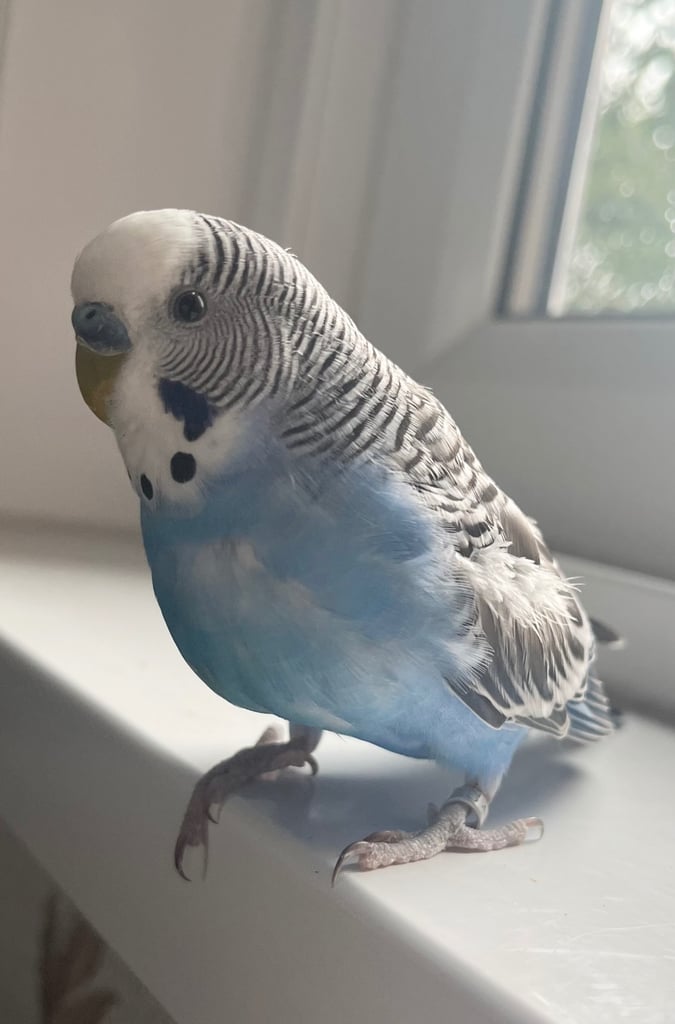 Budgie