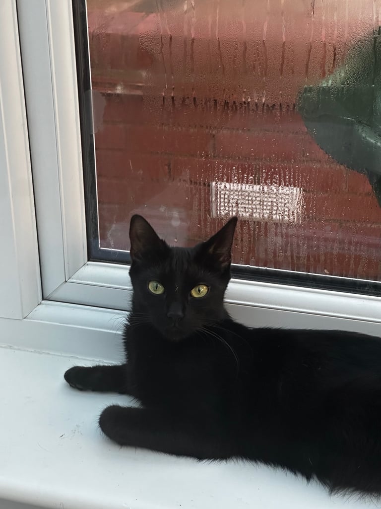 Cat for sale