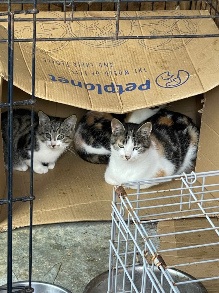 Farm kittens for sale 