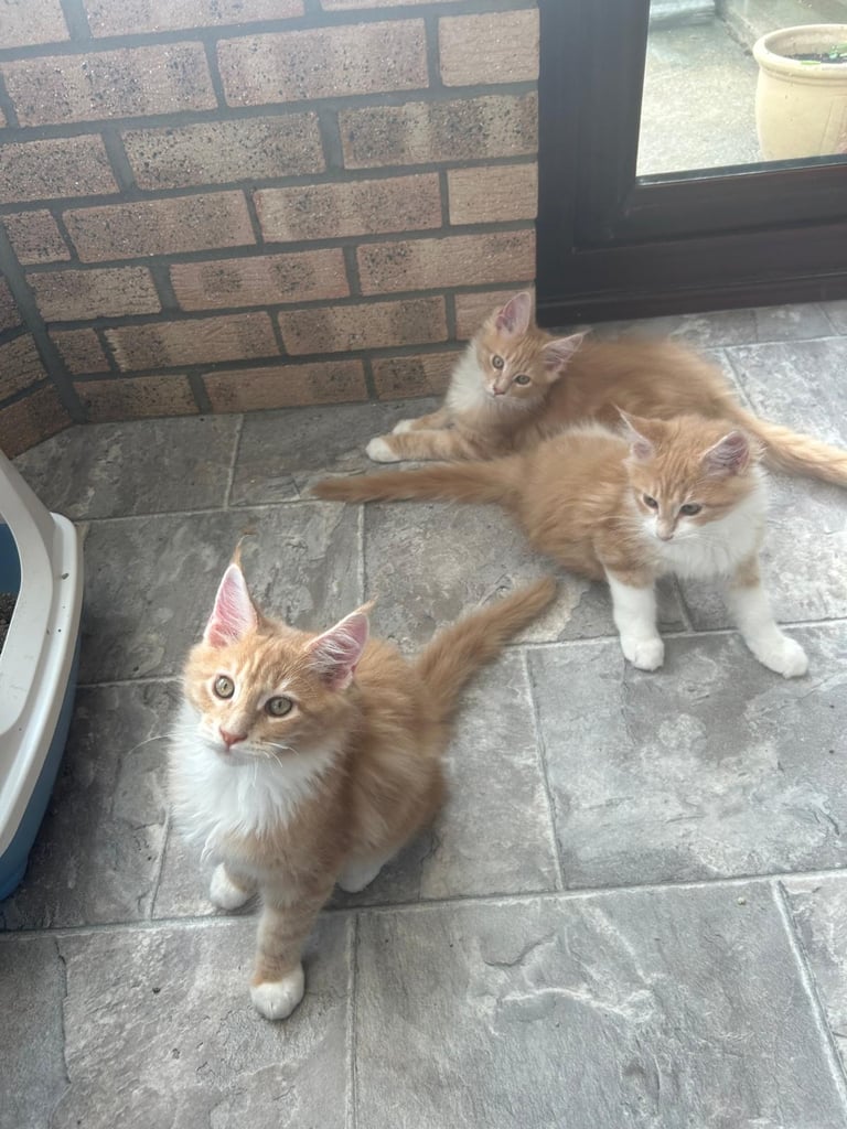 READY NOW! XXL Purebred Pedigree TICA Maine Coon Kittens
