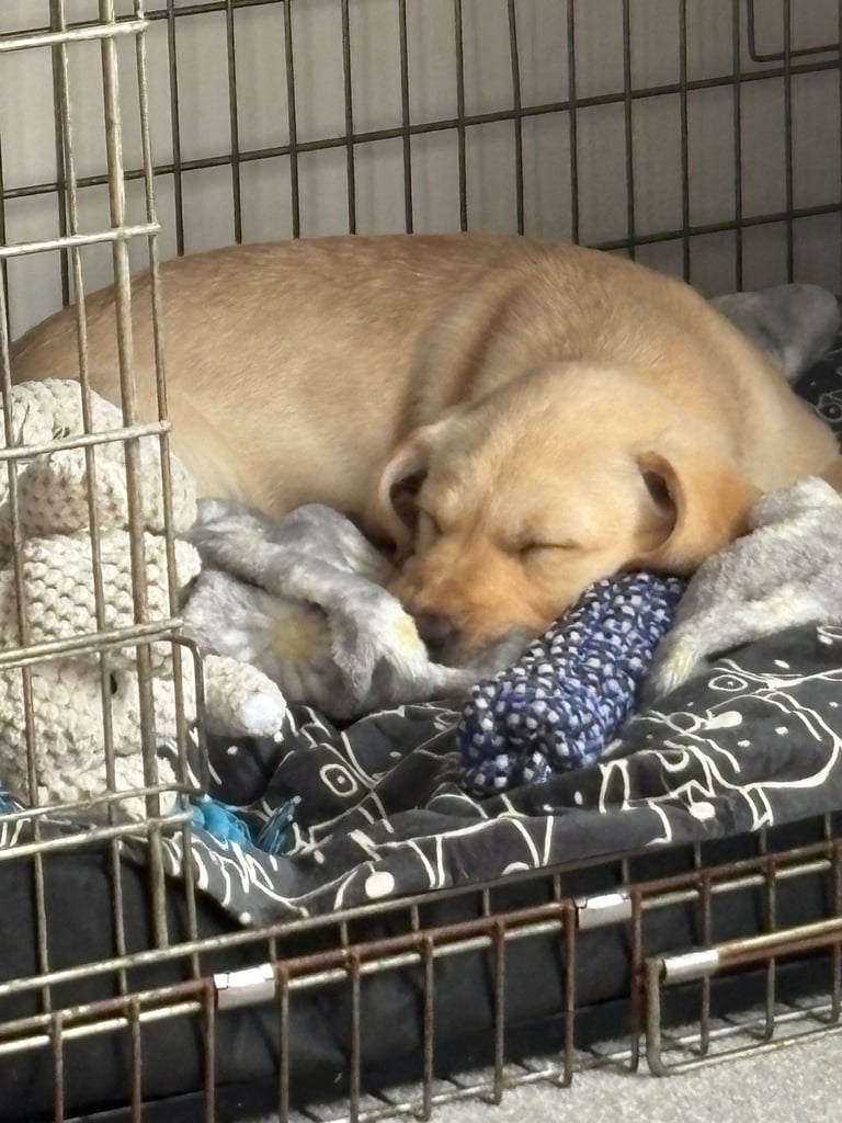 Nova
