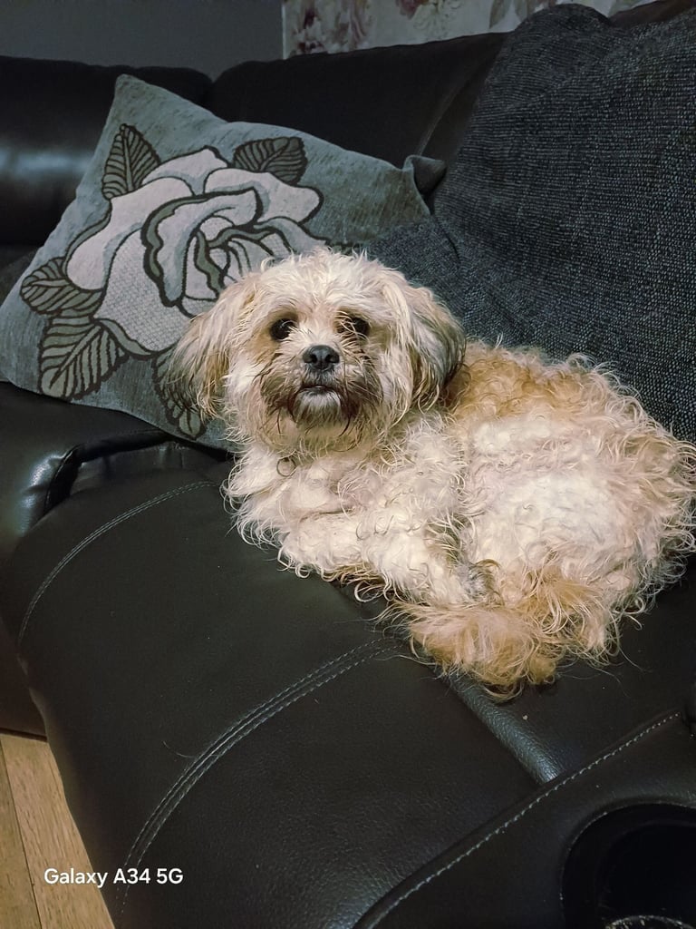 12 month old shih tzu (girl)