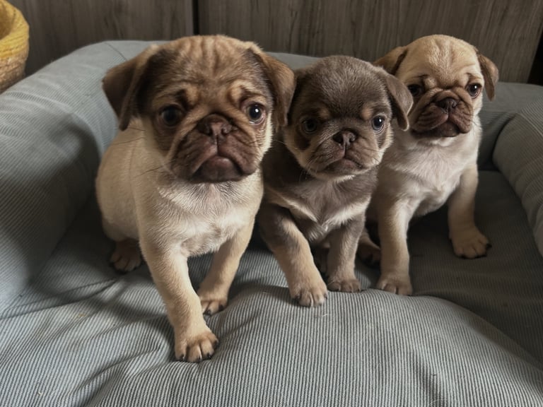 image for Pug puppies for sale 