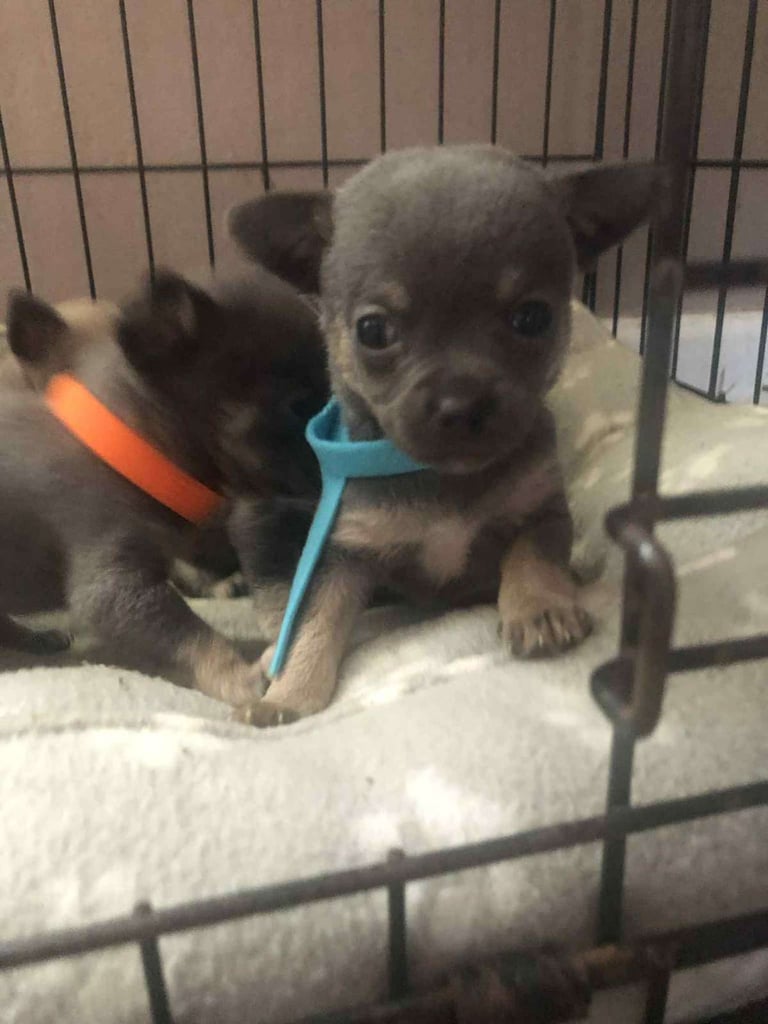 Chuahua puppies for sale three boys three girls.