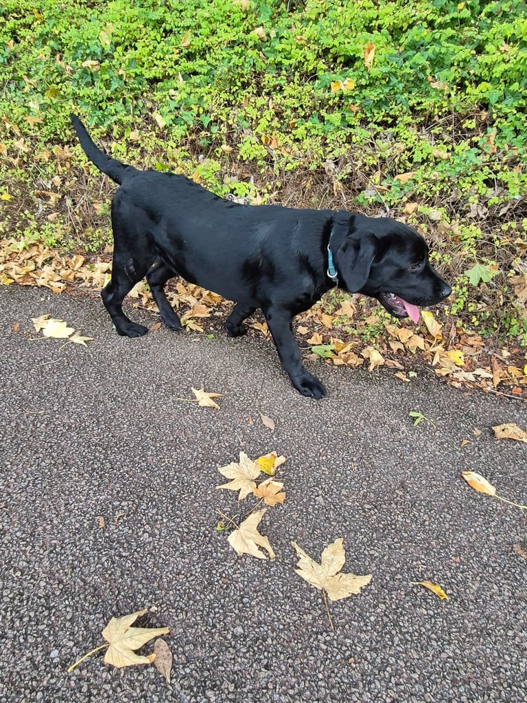 Labrador puppy 