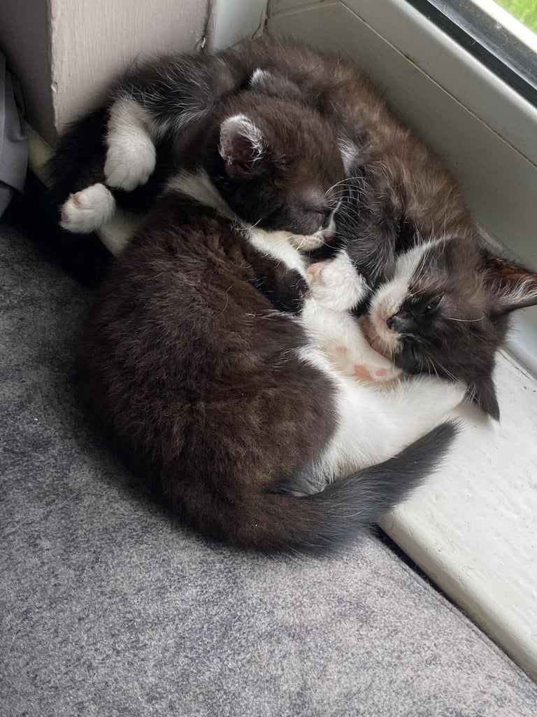Long haired Black and white kittens 