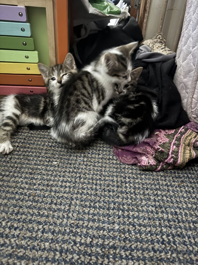 image for 10 Week old Kittens for Sale