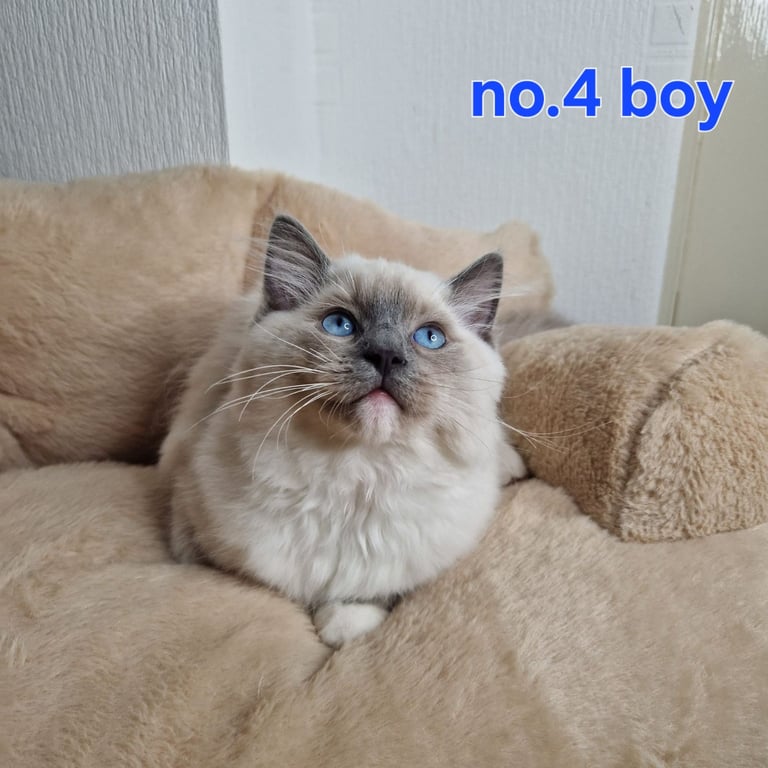 Ragdoll kittens